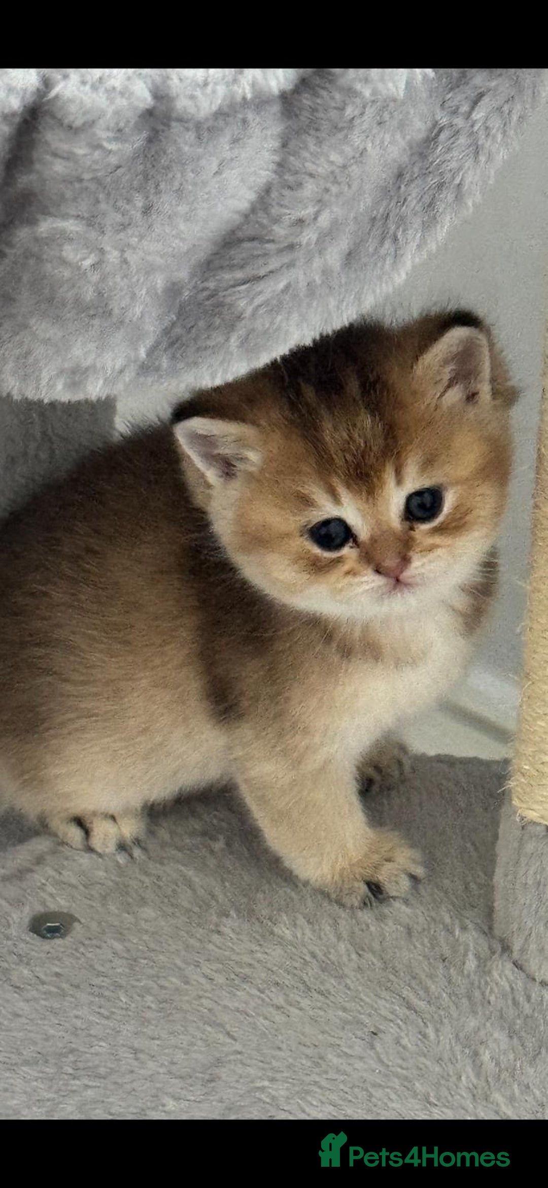 Scottish Fold cats for sale: Scottish Fold Kittens – Ready for New Homes  - Image 9