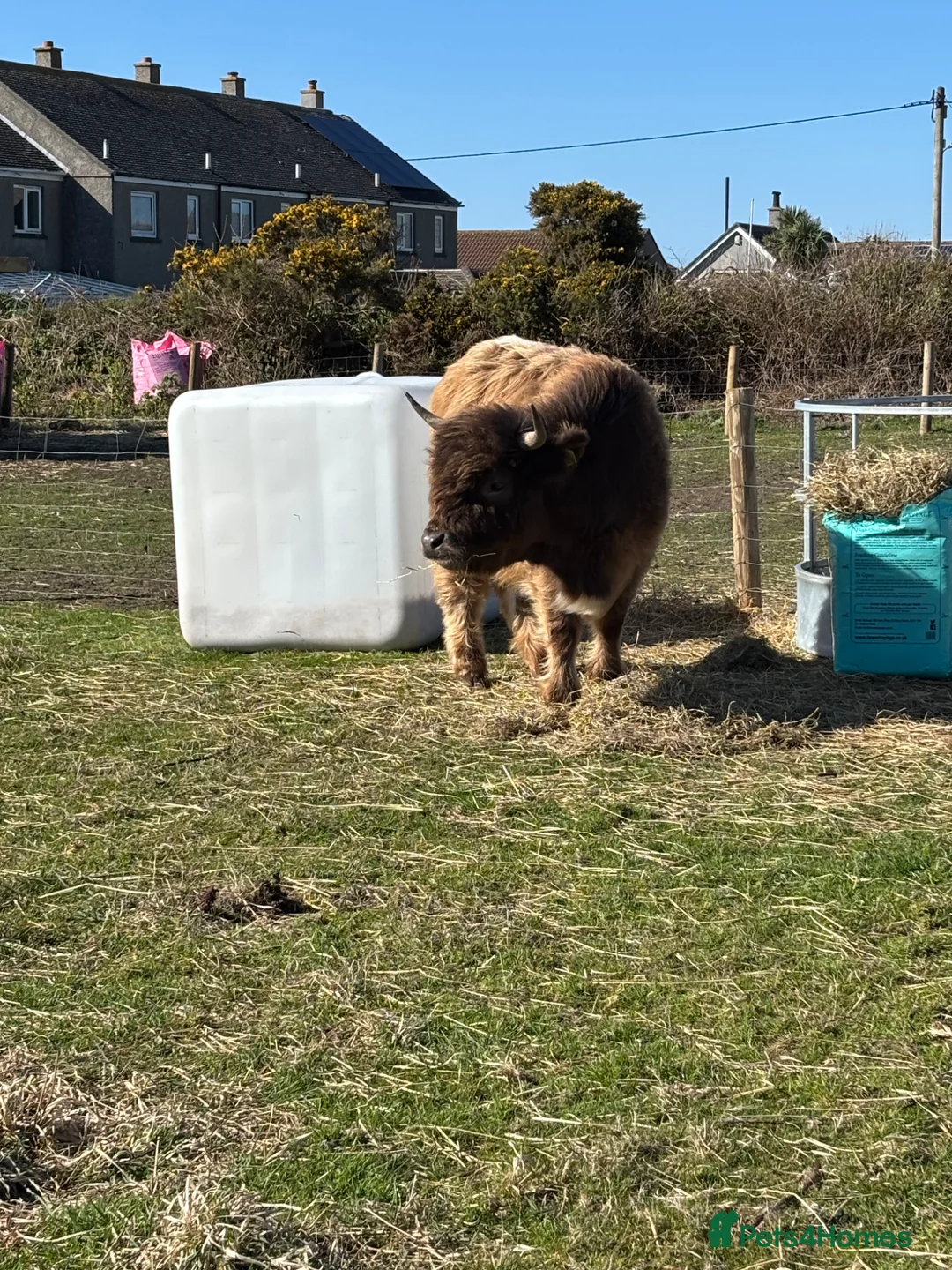 Cows & Bulls livestock for sale: Highland cow  in Penzance - Advert 1