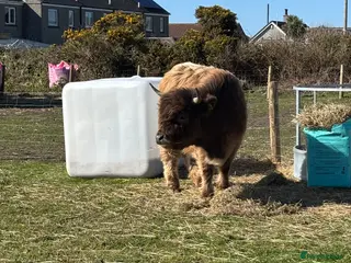 Cows & Bulls livestock Highland cow - Advert 1