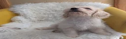 Mixed Breed dogs for sale: Adorable puppies looking for their forever homes! - Advert 3