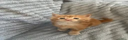 Maine Coon cats for sale: Beautiful Maine coon kittens - Advert 5