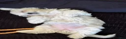 Maltese dogs for sale: Beautiful Maltese puppy  - Advert 5