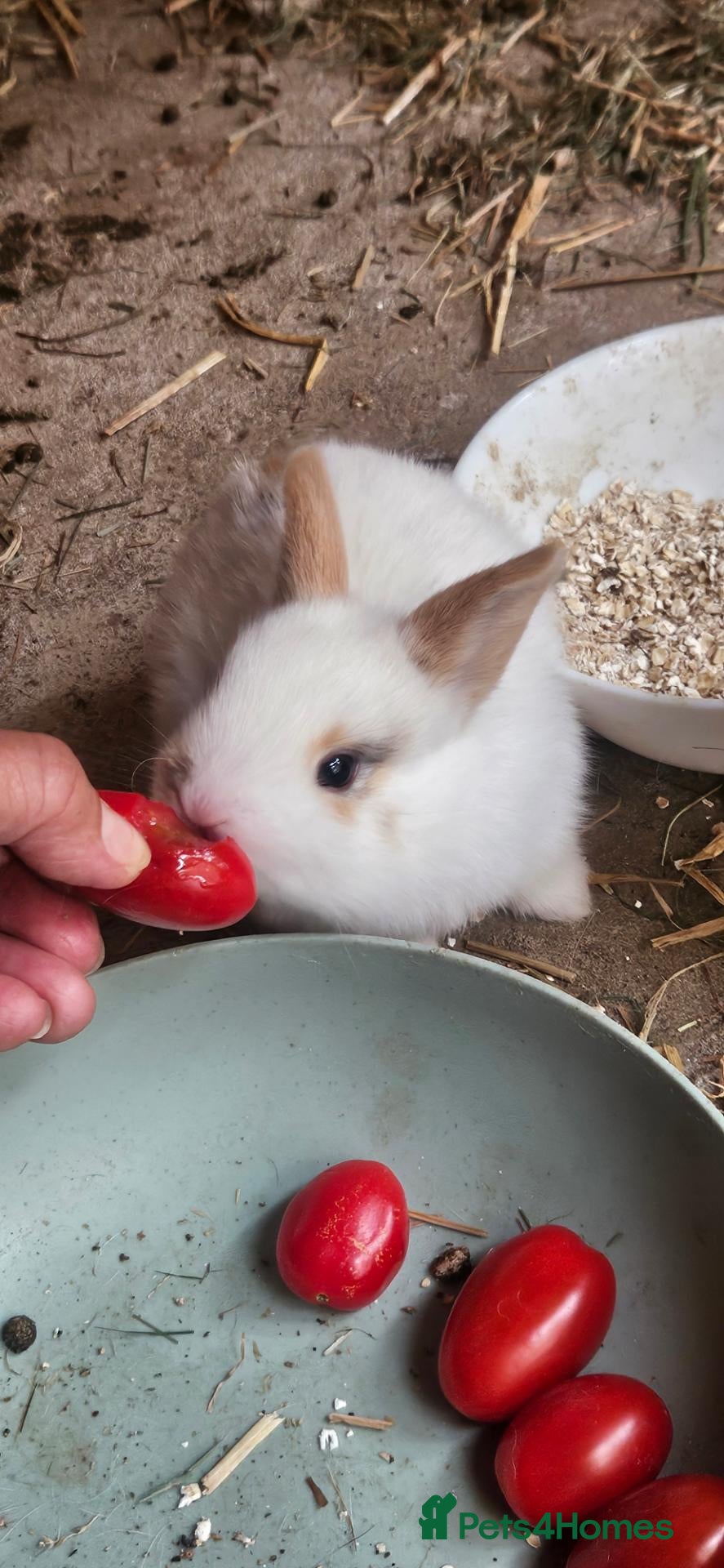 Mixed Breed rabbits They are mix rex and Dutch.🥰 - Advert 1