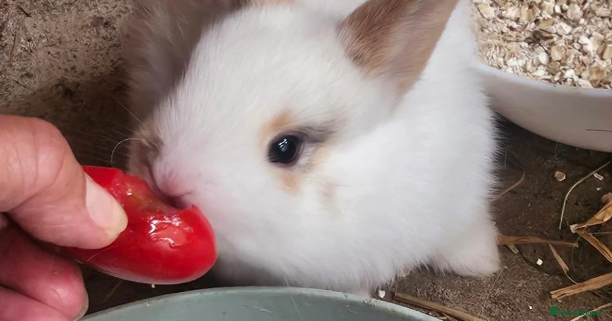 Nevada Rabbits Rabbits for Sale for sale in Merseyside | Pets4Homes