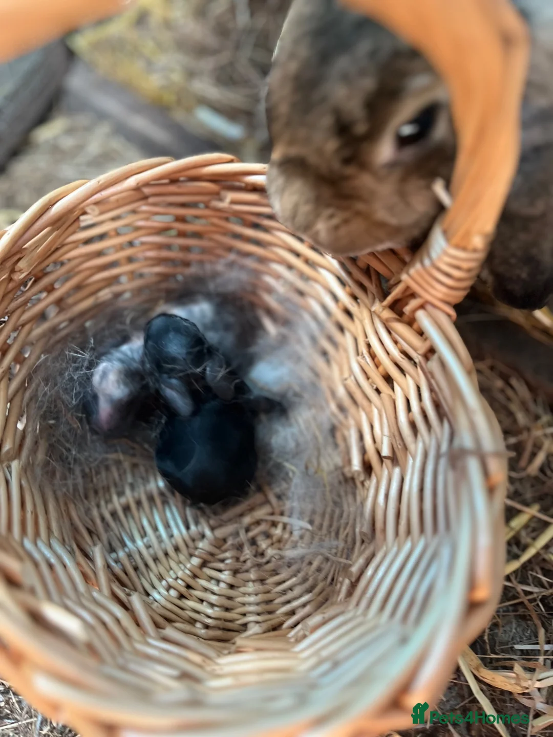 Mini Lop rabbits for sale: Gorgeous mini lop babies  - Advert 2