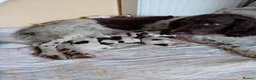 English Springer Spaniel dogs for sale: Springer spaniel puppies in Bodmin - Advert 2