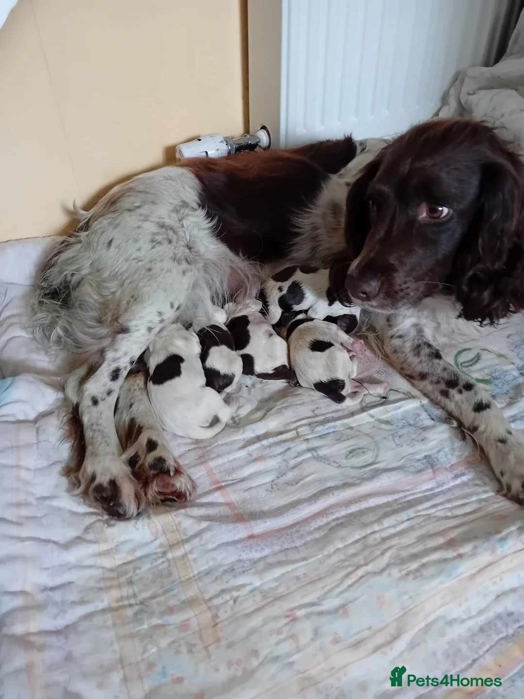 English Springer Spaniel dogs for sale: Springer spaniel puppies in Bodmin - Advert 2
