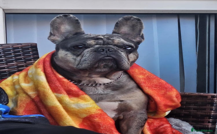 French Bulldog dogs - Advert 2