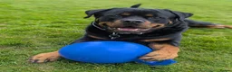 Rottweiler dogs for sale: 3yo Male Rottweiler - Experienced Home Needed - Advert 9