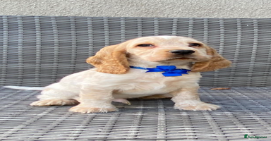 Cocker Spaniel dogs - Advert 16