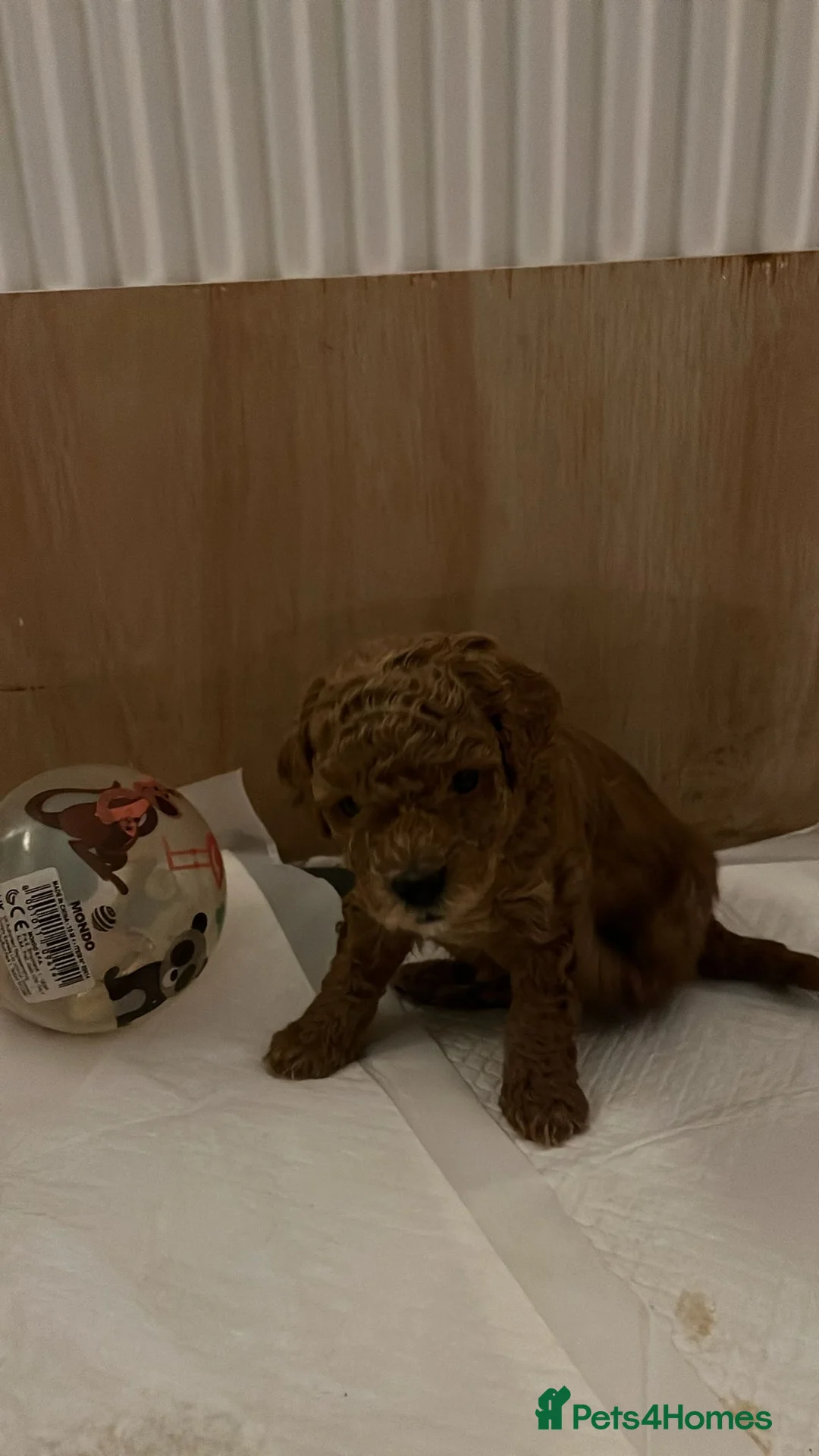 Toy Poodle dogs for sale: Toy poodles - Advert 10