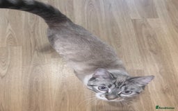 Bengal cats for sale: White bengal kitten  - Image 1