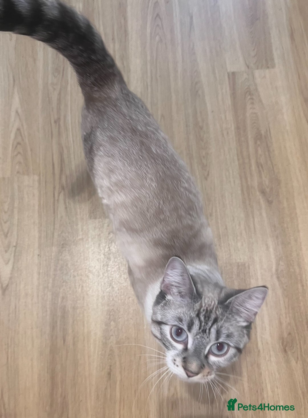 Bengal cats for sale: White bengal kitten  - Image 1