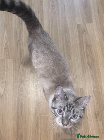 Bengal cats - Advert 2