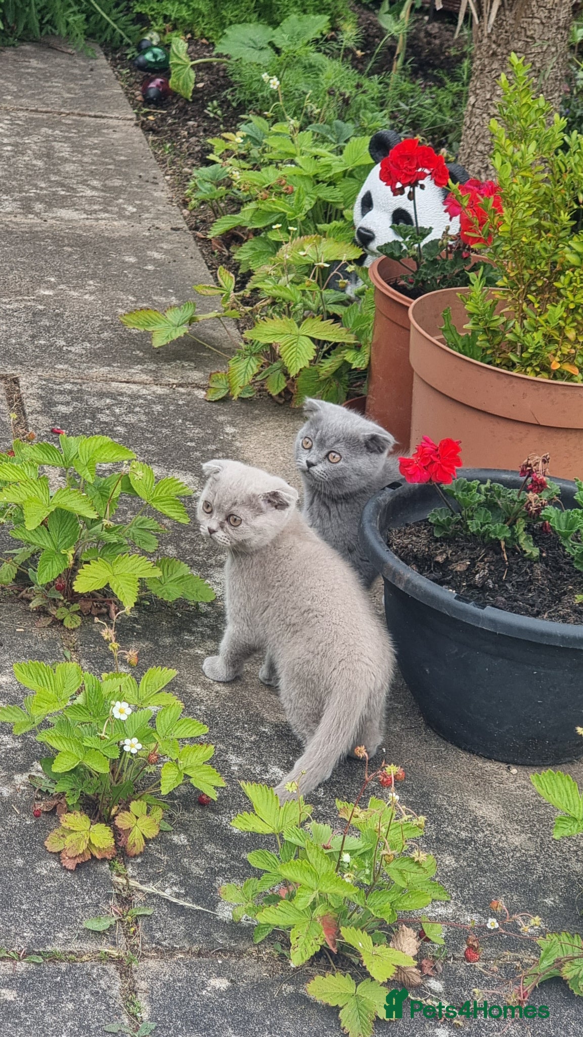 Scottish Fold cats Cute Scottish fold 💕 Four kittens available🐾🐱🐾 - Advert 6