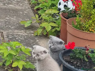 Scottish Fold cats Cute Scottish fold 💕 Four kittens available🐾🐱🐾 - Advert 6