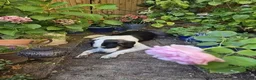 Mixed Breed dogs for adoption: Meet Calypso, currently residing in Harrow  in Harrow - Advert 8