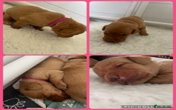 Labrador Retriever dogs for sale: Fox red Labrador Puppies - Image 8