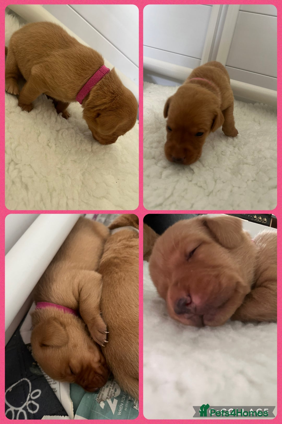 Labrador Retriever dogs for sale: Fox red Labrador Puppies - Image 8