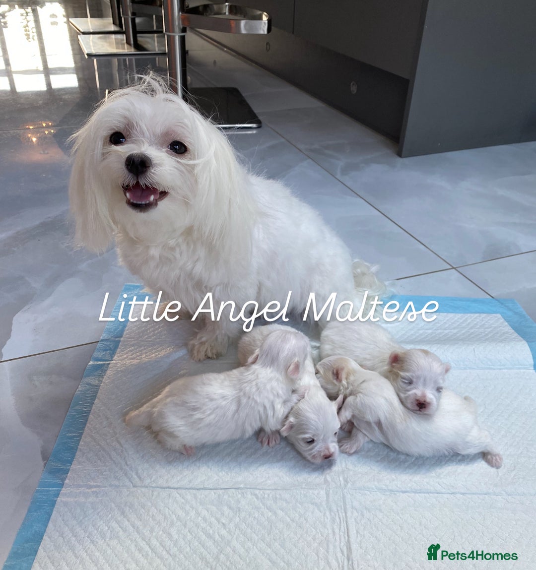 Maltese dogs for sale: ✨ Outstanding KC half-Korean Maltese Puppies ✨ - Advert 17