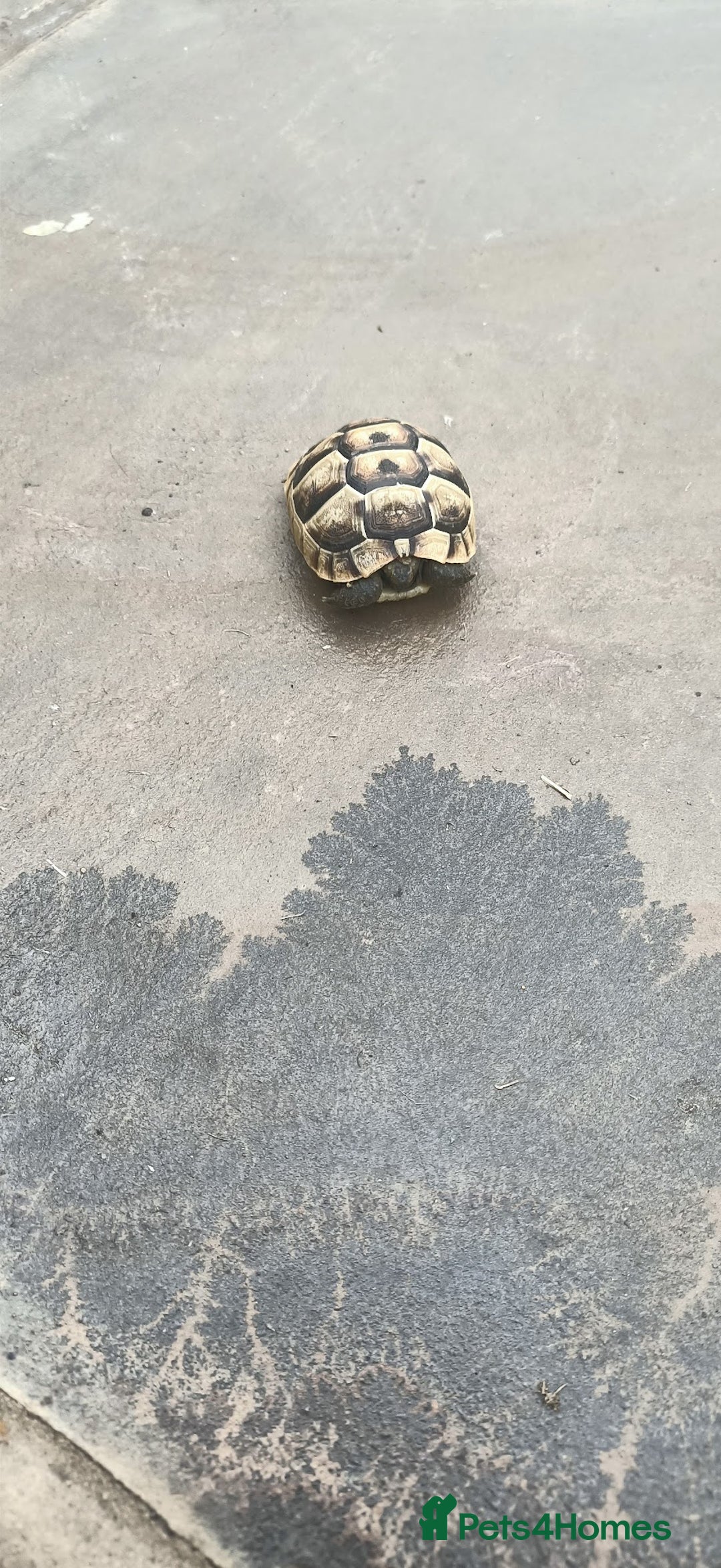 Hermann Tortoise reptiles for sale: 5 Spur Thighed Tortoises  - Image 21