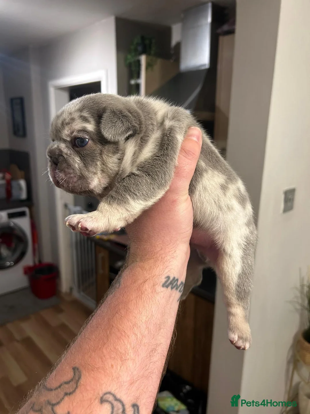 French Bulldog dogs for stud: 🔥🔥 PROVEN L1 & L4 BLUE VISUAL FLUFFY STUD 🔥🔥 in Feltham - Advert 28