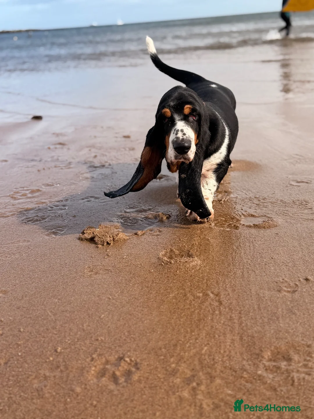 Basset Hound dogs for sale: Female Black Tri Basset Hound puppy  - Advert 1