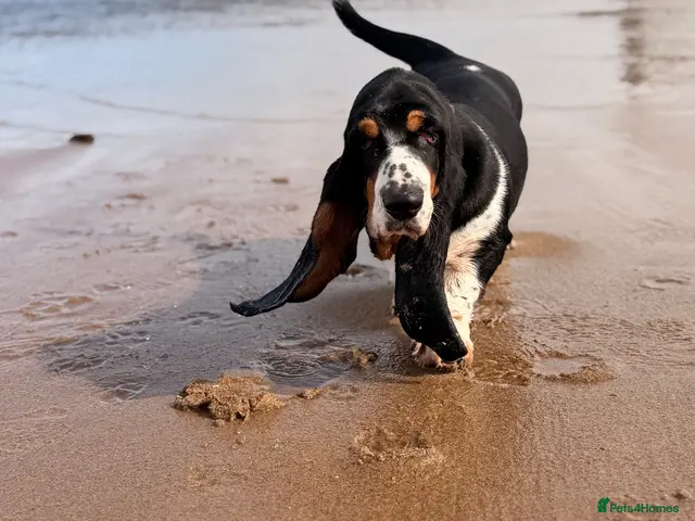 Basset Hound dogs for sale: Female Black Tri Basset Hound puppy - Advert 1