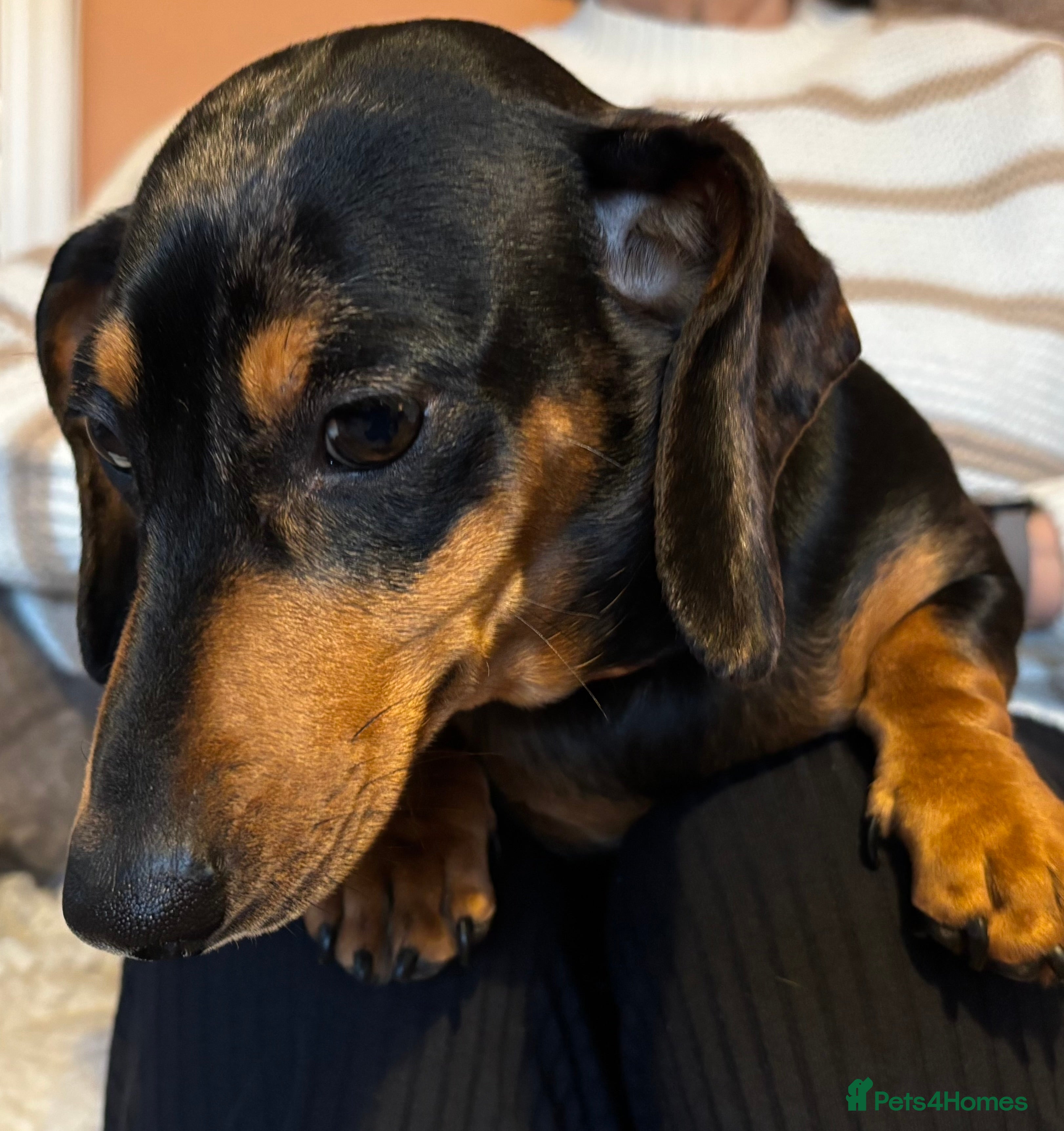 Miniature Dachshund dogs Female dapple dachshund  - Advert 7