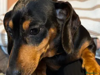 Miniature Dachshund dogs Female dapple dachshund - Advert 7