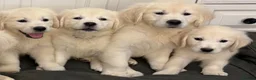 Golden Retriever dogs for sale: Lovely, confident playful puppies - Advert 8