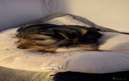 Yorkshire Terrier dogs for sale: 2 beautiful male Yorkshire terrier puppies  - Image 14