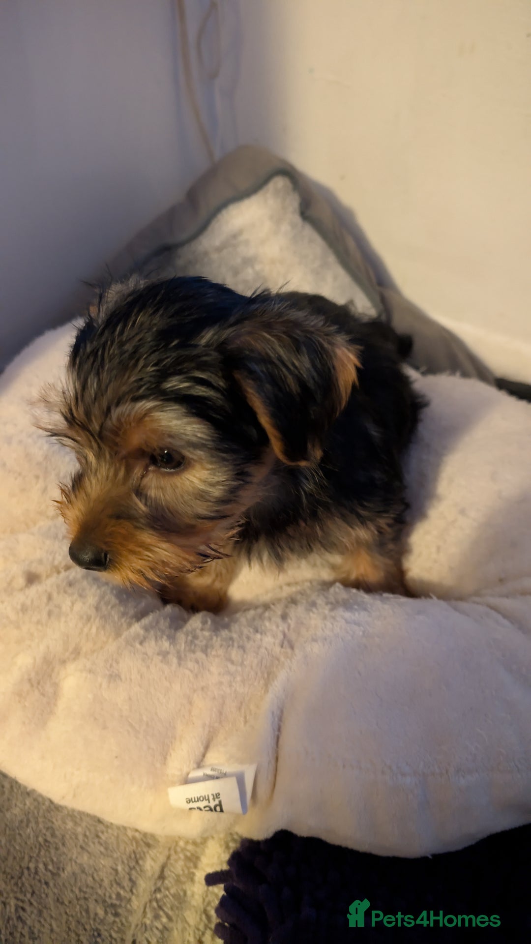 Yorkshire Terrier dogs for sale: 2 beautiful male Yorkshire terrier puppies  - Image 14
