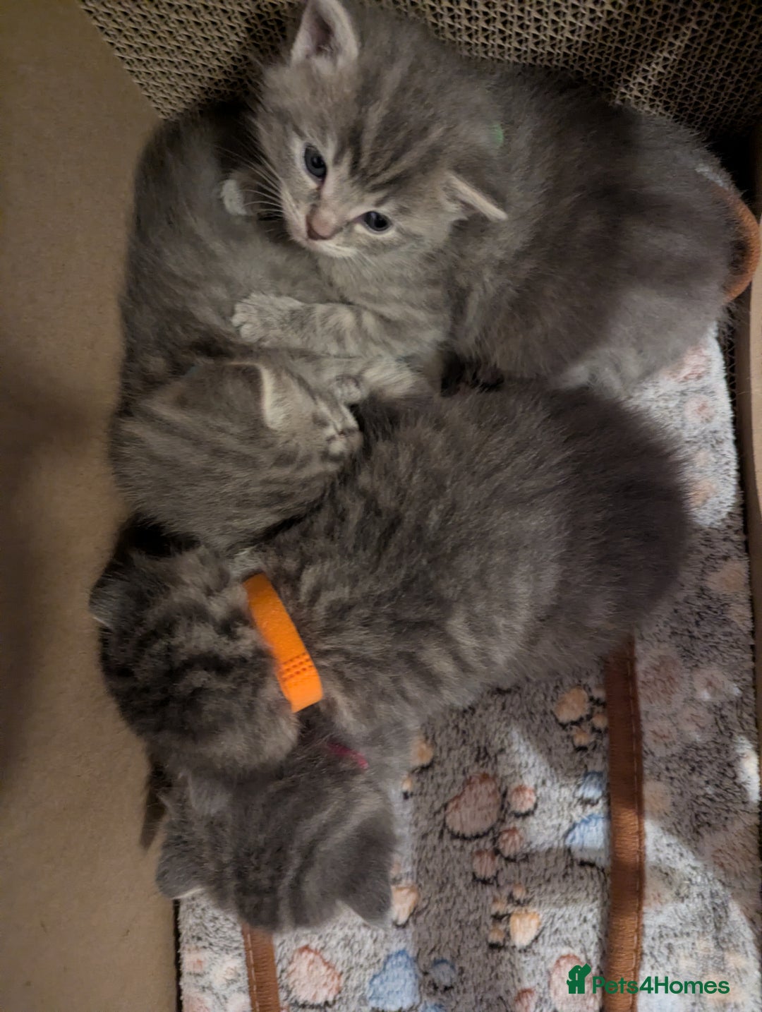 Mixed Breed cats for sale: Beautiful grey silver tabby kittens, ragdoll X Mum - Advert 25