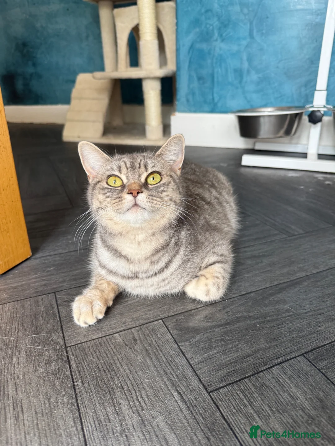 British Shorthair cats for sale: Male BSH golden tabby  - Advert 11