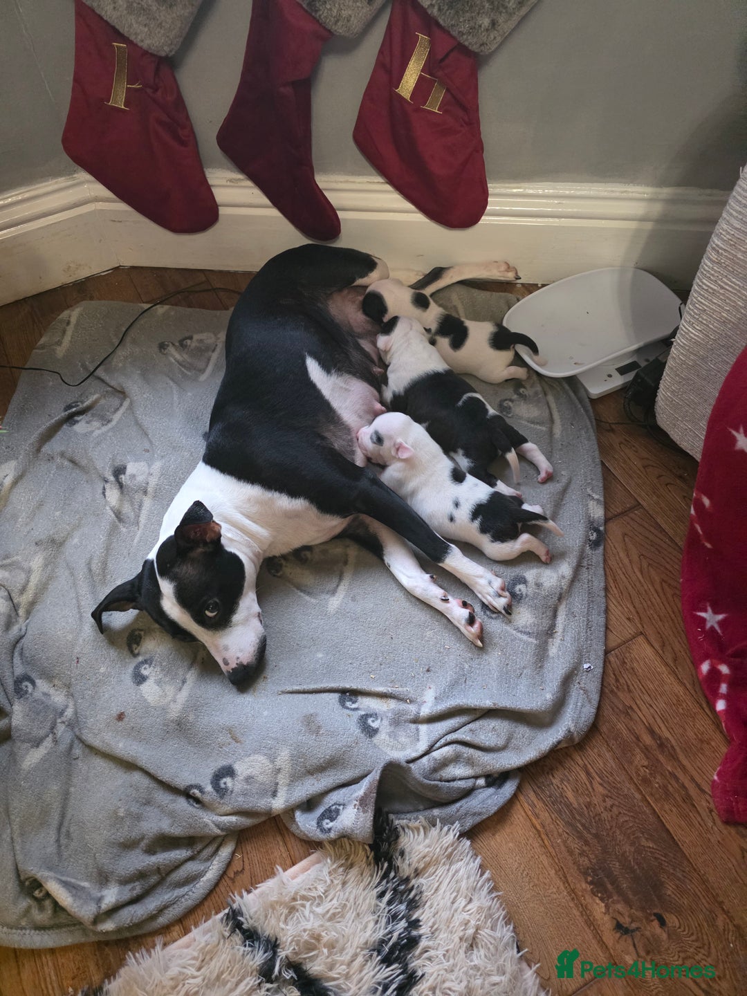 Mixed Breed dogs for sale: Staff x american bulldog puppies - Advert 2