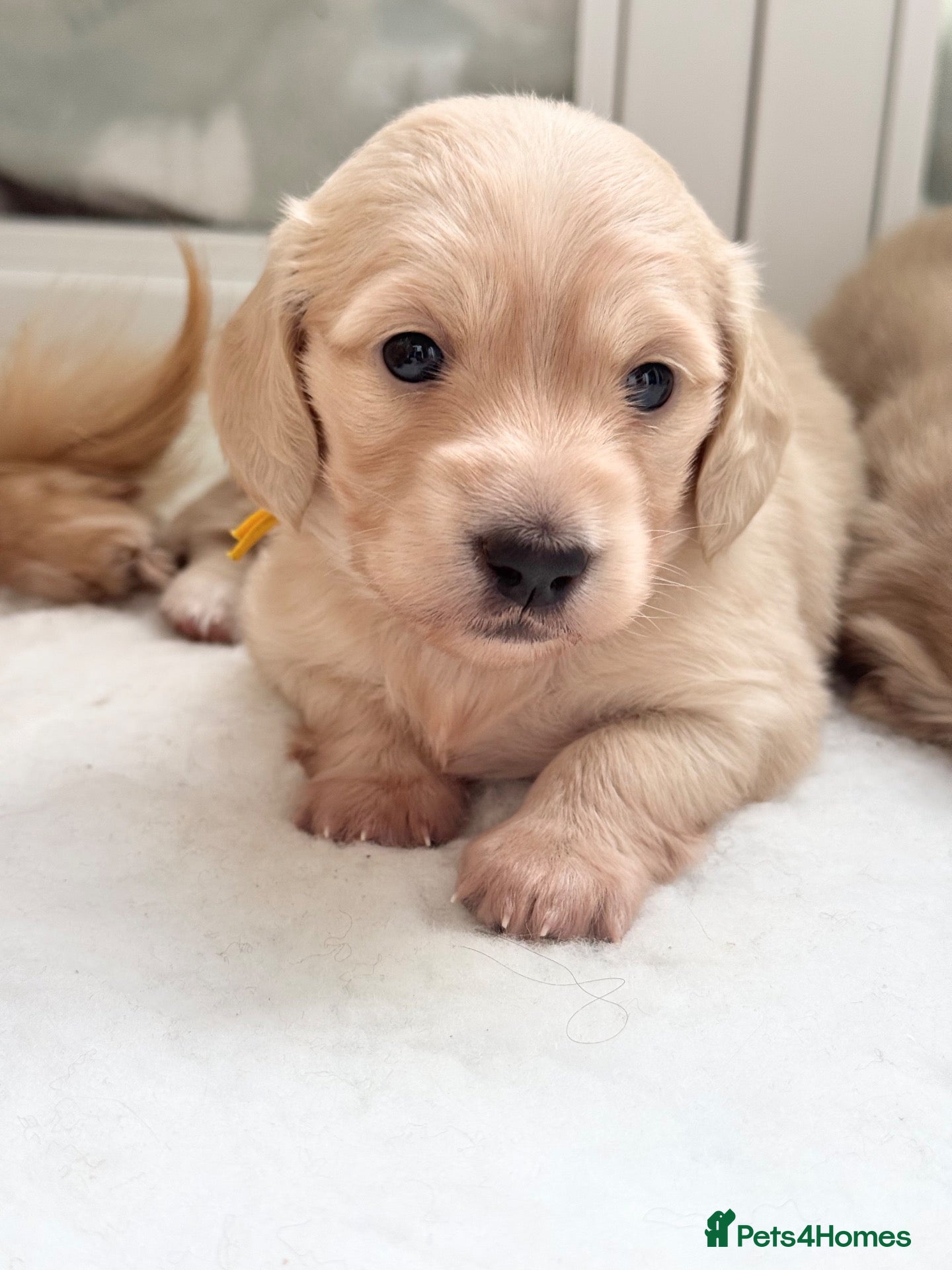 Miniature Dachshund dogs Dna colour tested true cream pups  - Advert 5