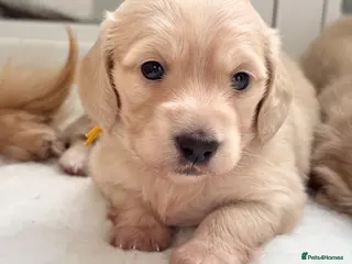 Miniature Dachshund dogs Dna colour tested true cream pups - Advert 5