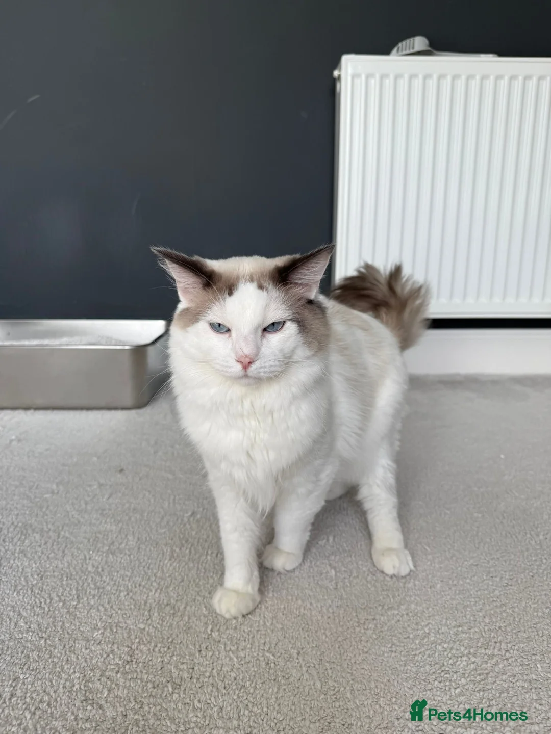 Ragdoll cats for sale: 🌟 Beautiful Pedigree Cats Looking for Loving Home - Advert 13