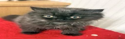 Persian cats for sale: Purebred Doll-Face Persian Kittens & Mother in Manchester - Advert 6