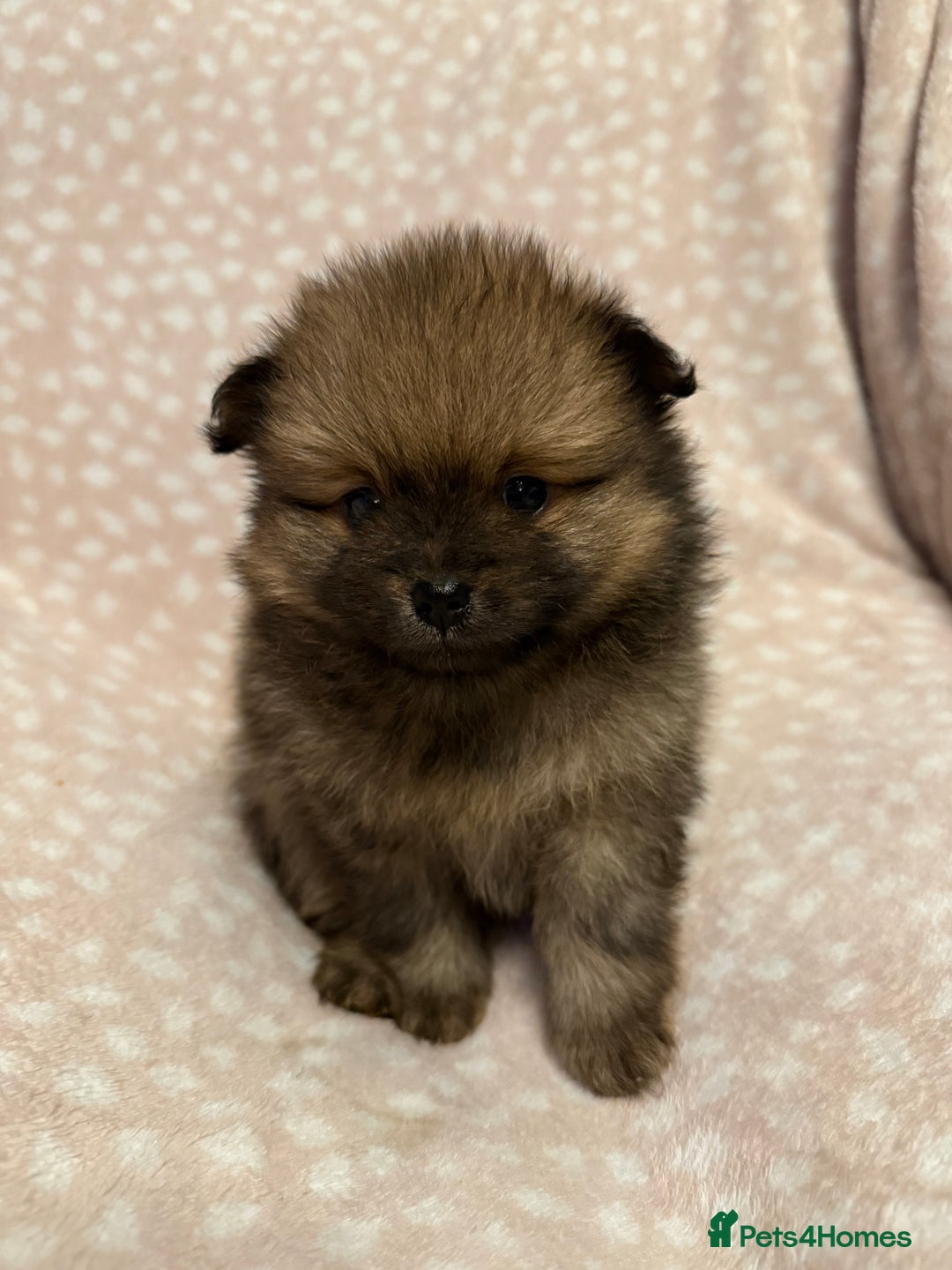 Pomeranian dogs for sale: Adorable Pomeranian Puppies 💙🩷💙 - Advert 16