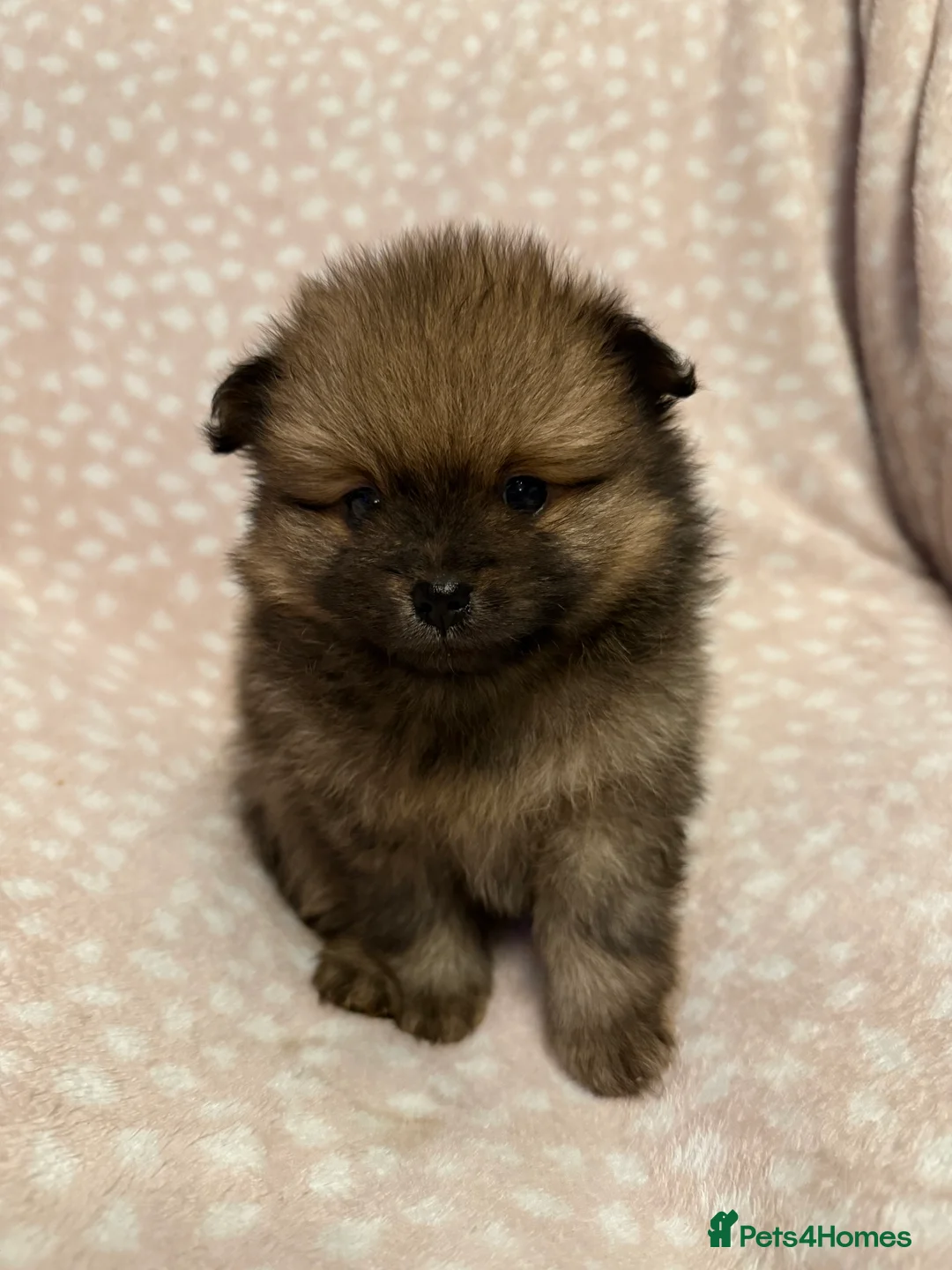 Pomeranian dogs for sale: Fully Vaccinated Orange Sable Boy Pomeranian 💙 - Advert 23