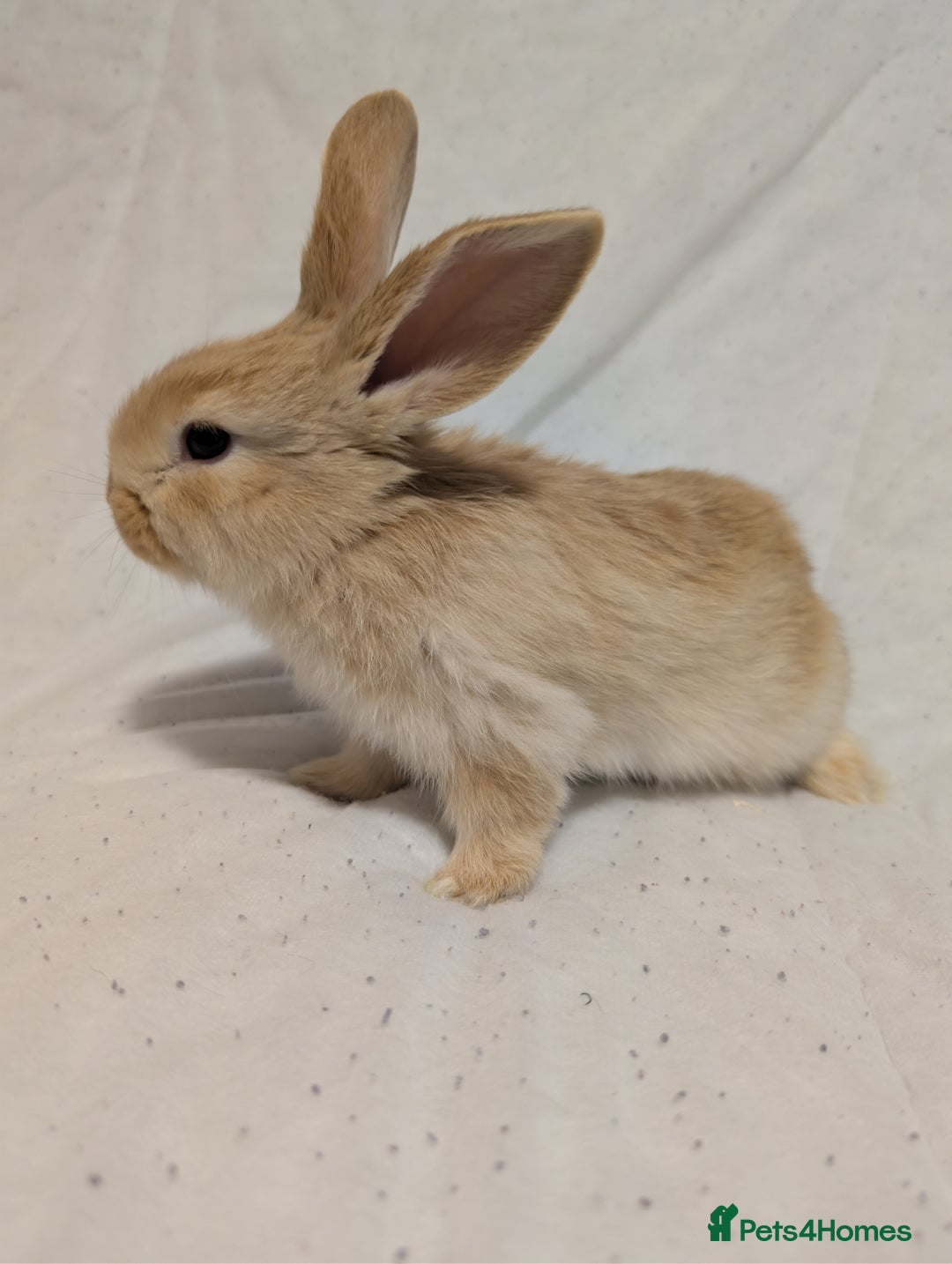 Mixed Breed rabbits for sale: New seller of rabbits - Image 16