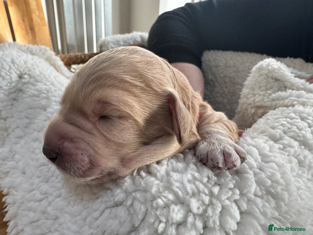 Australian Labradoodle dogs for sale: Annie's Australian Labradoodle Puppies are here! - Advert 24