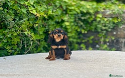 Cavalier King Charles Spaniel dogs for sale: Gorgeous Black Tan and Tri Cavalier Puppies - Image 4