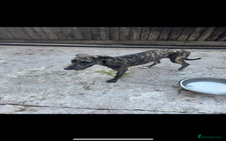 Lurcher dogs for sale: Saluki greyhound x collie greyhound  - Image 10