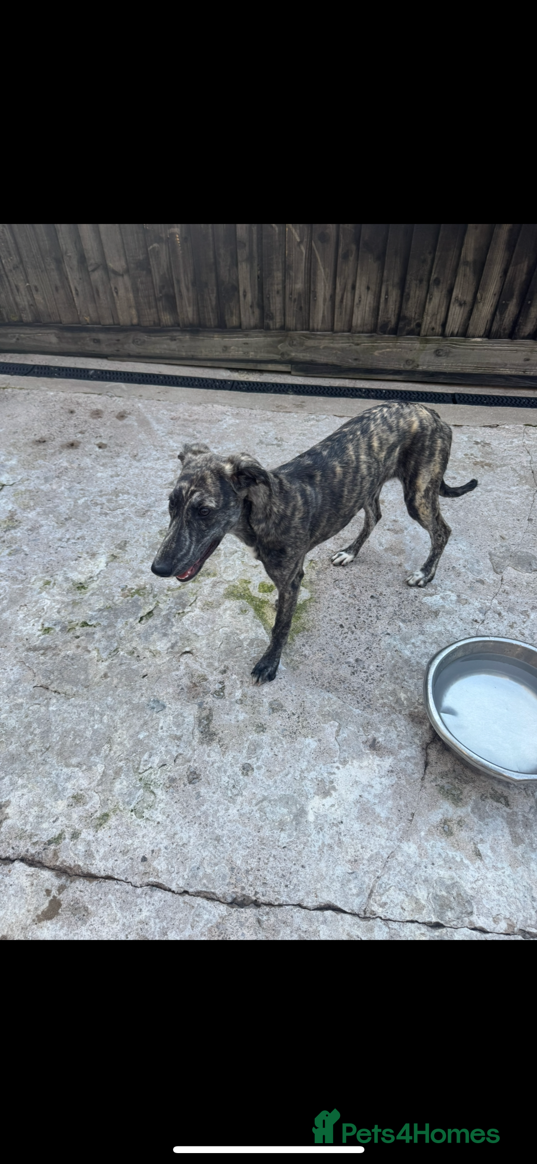 Lurcher dogs for sale: Saluki greyhound x collie greyhound  - Image 10