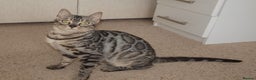 Bengal cats for sale: Stunning Silver Rosetted Bengal - Advert 1
