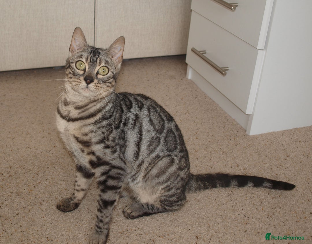 Bengal cats for sale: Stunning Silver Rosetted Bengal - Advert 1