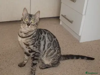 Bengal cats Stunning Silver Rosetted Bengal - Advert 3